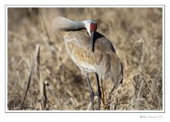 sandhill 1.jpg